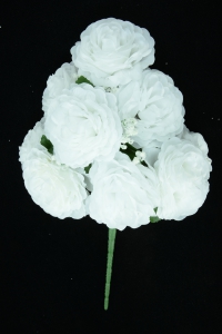 White Open Rose Bush x9  (Lot of 12) SALE ITEM